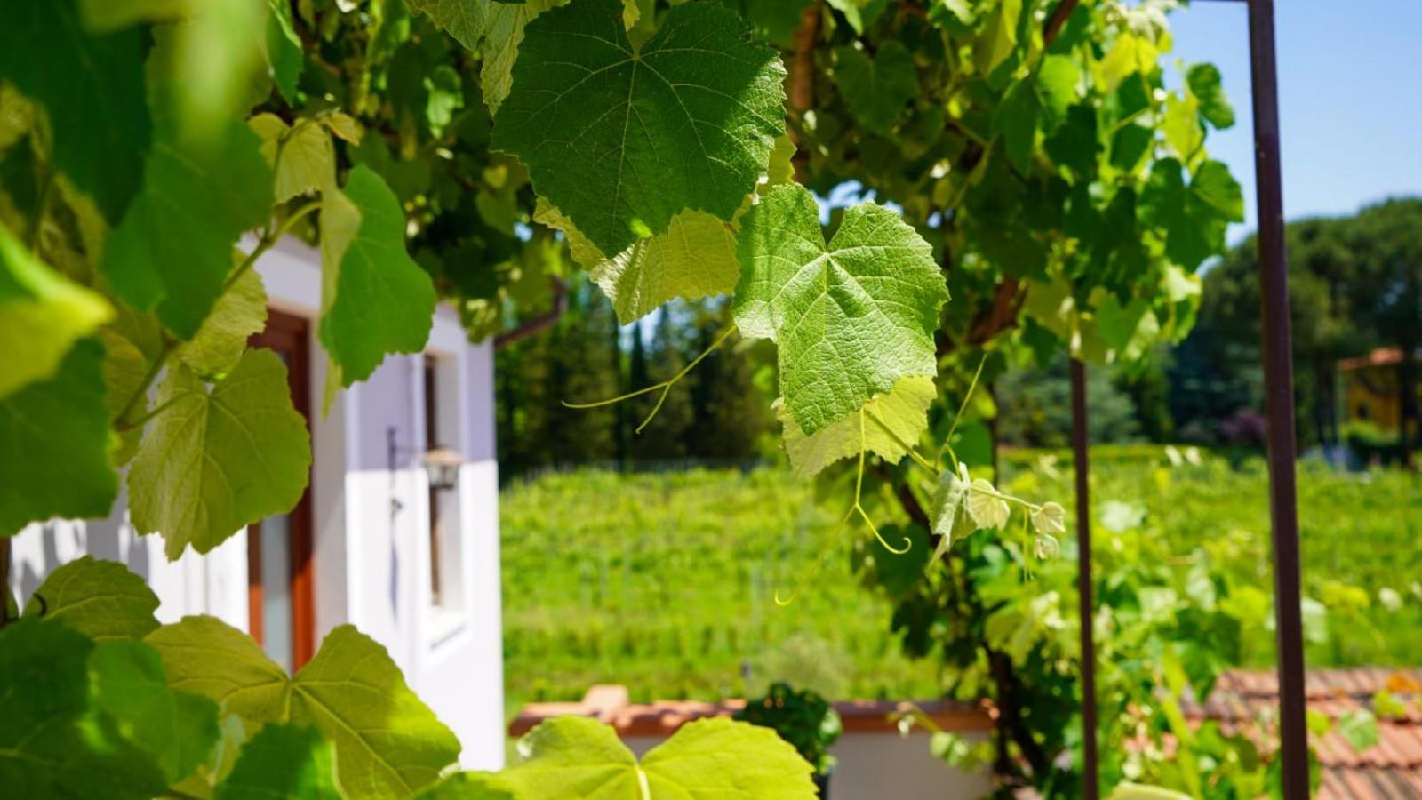 Bed and Breakfast Wine House Капаннорі Екстер'єр фото